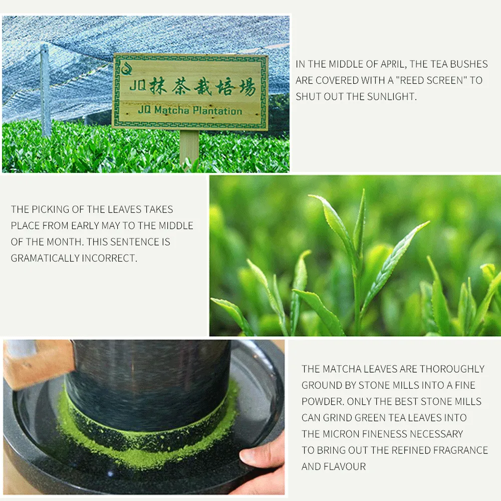 JQ Matcha Green Tea Powder 3.5 OZ 100 g Bags Family Basic Culinary Grade USDA Pure Organic